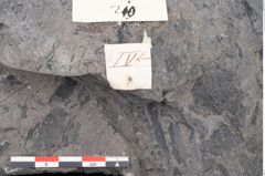Foto (Detailansicht) von Phyllocladus integer Ettingshausen (NHMW-GEO-2024-0188-10210)